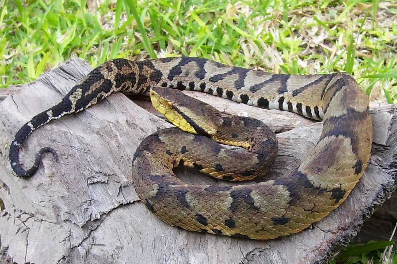 B microphtalmus.jpg [311 Kb]